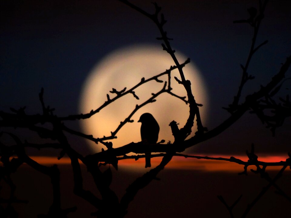 Branches against moon sky
