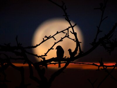 Branches against moon sky