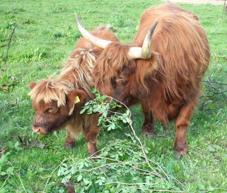 Cattle scottish highland cattle highland cattle