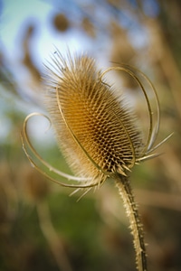 Flora nature macro