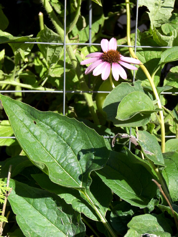 Flower herbal herbs
