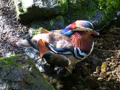 Water bird animal pond