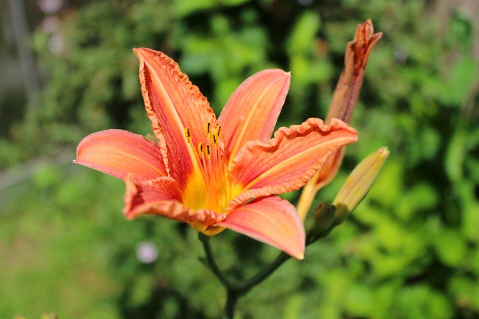 Bloom garden nature