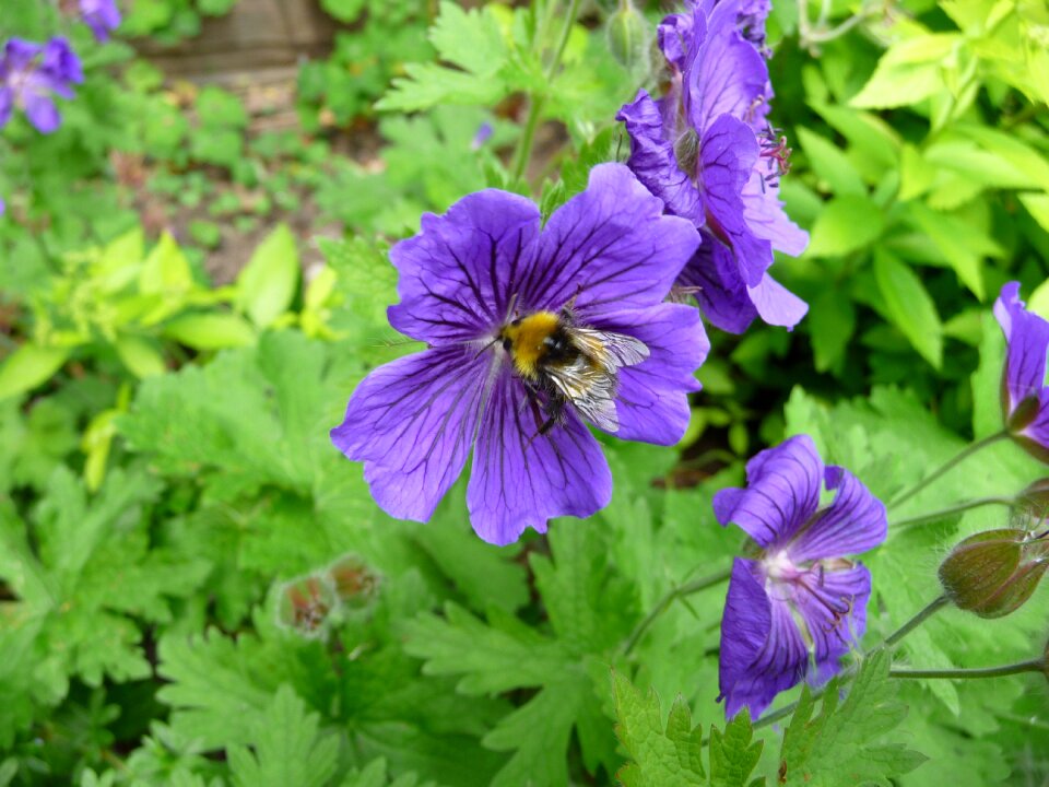 Insect spring summer