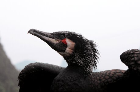 Guangxi guilin bird