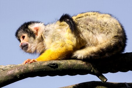 Monkey cute capuchins
