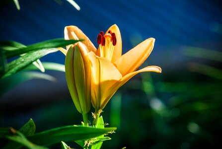 Lily flower inflorescence