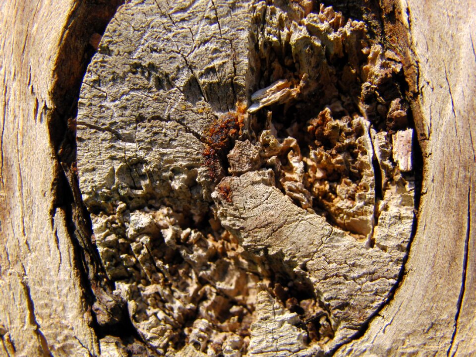 Wood pattern nature
