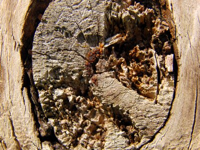 Wood pattern nature