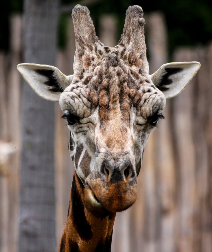 Zoo close up head