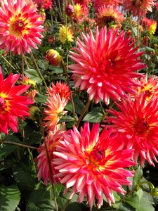 Garden plants bloom late summer photo