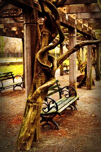 New york city root tree photo