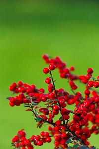 Green background garden