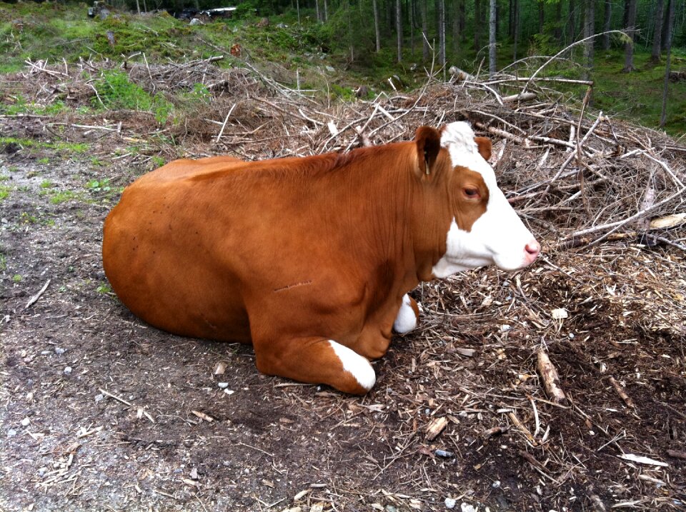 Rest nature agriculture