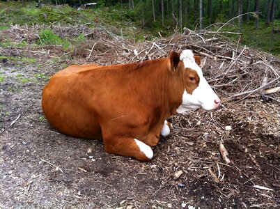Rest nature agriculture