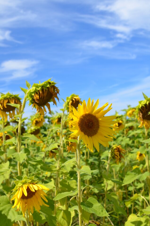 Nature sunflower flower photo
