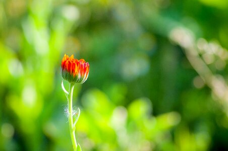 Spring summer nature