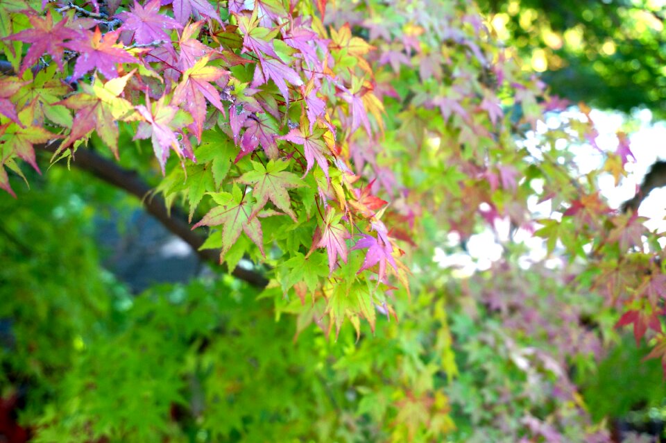 Maple plant leaf
