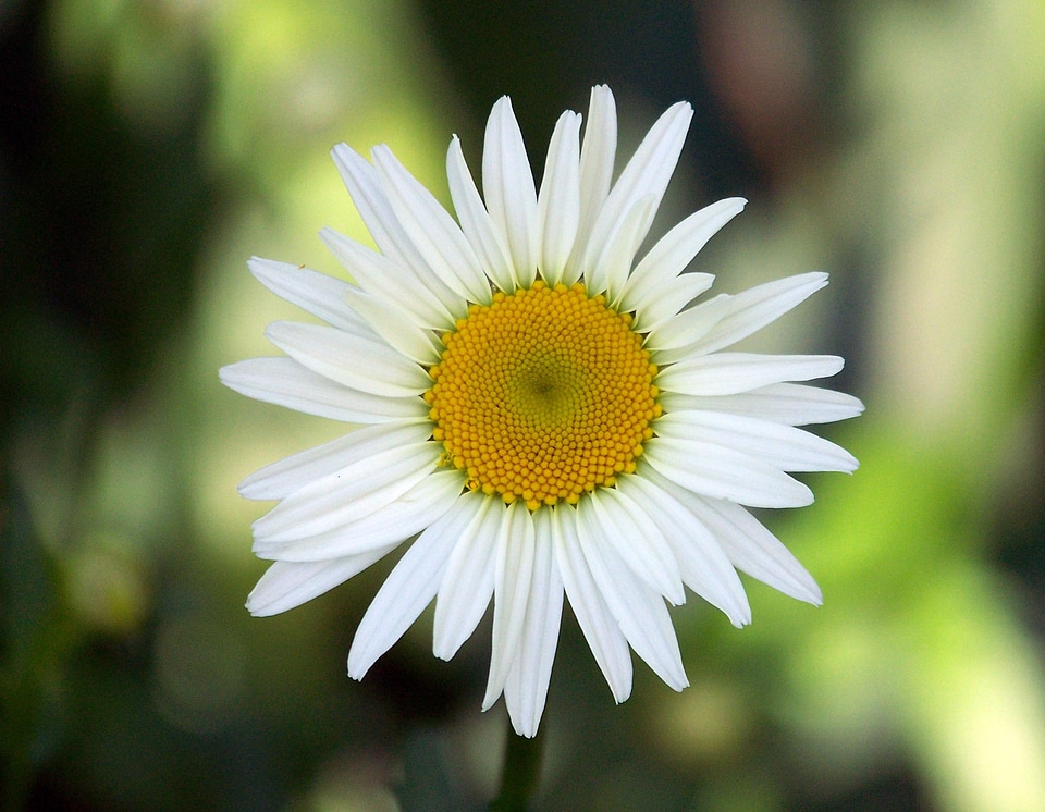 Marguerite plant bloom