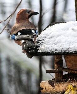 Jay winter hunger