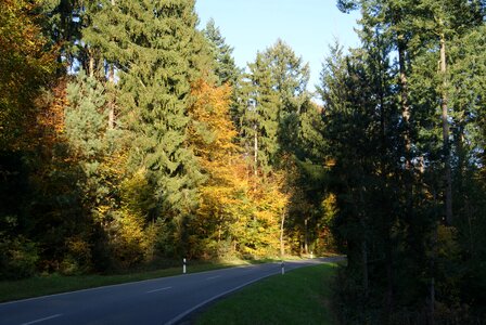 Trees autumn forest golden autumn photo