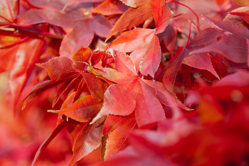 Color fall leaf