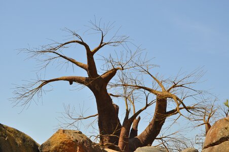 Tree africa