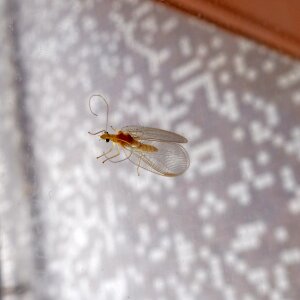 Macro intruder chrysoperla carnea