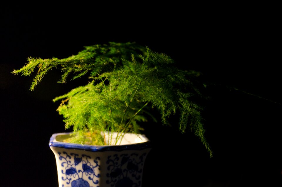 Material fresh green leaf