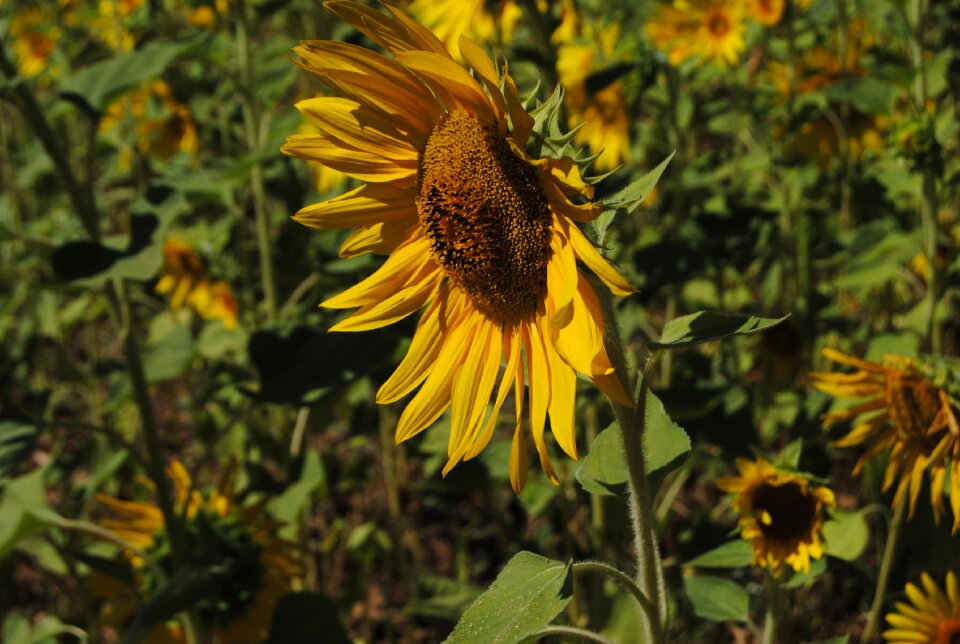 Nature yellow