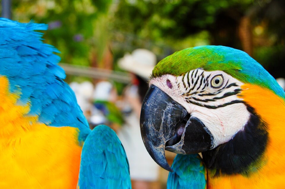 Animal birds colorful