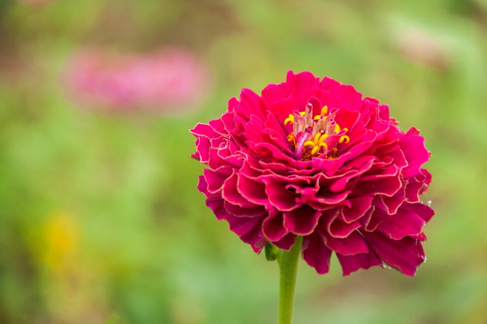 Red flowers material photograph