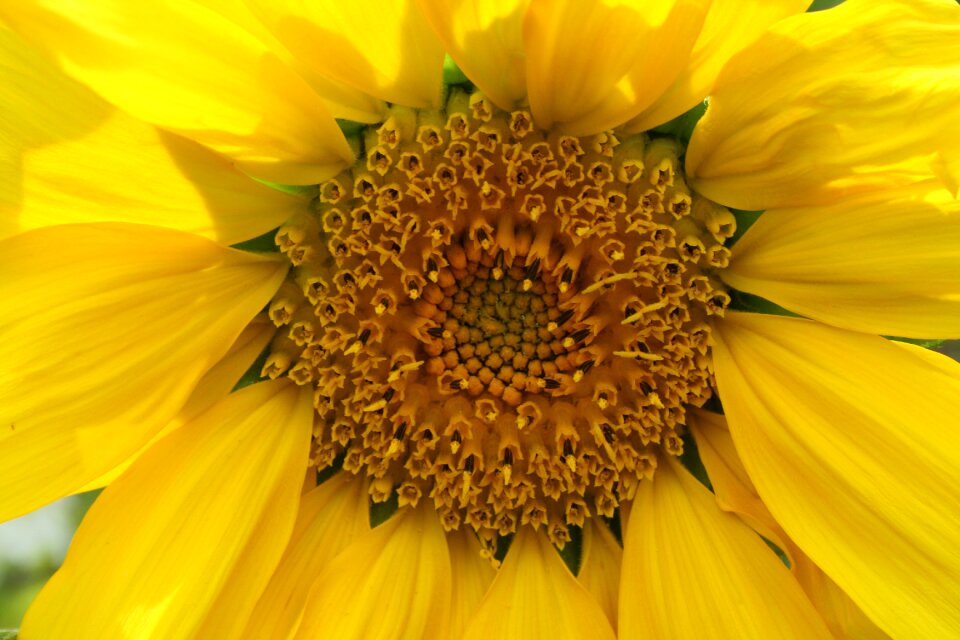 Bloom summer flower