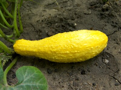 Crookneck yellow garden