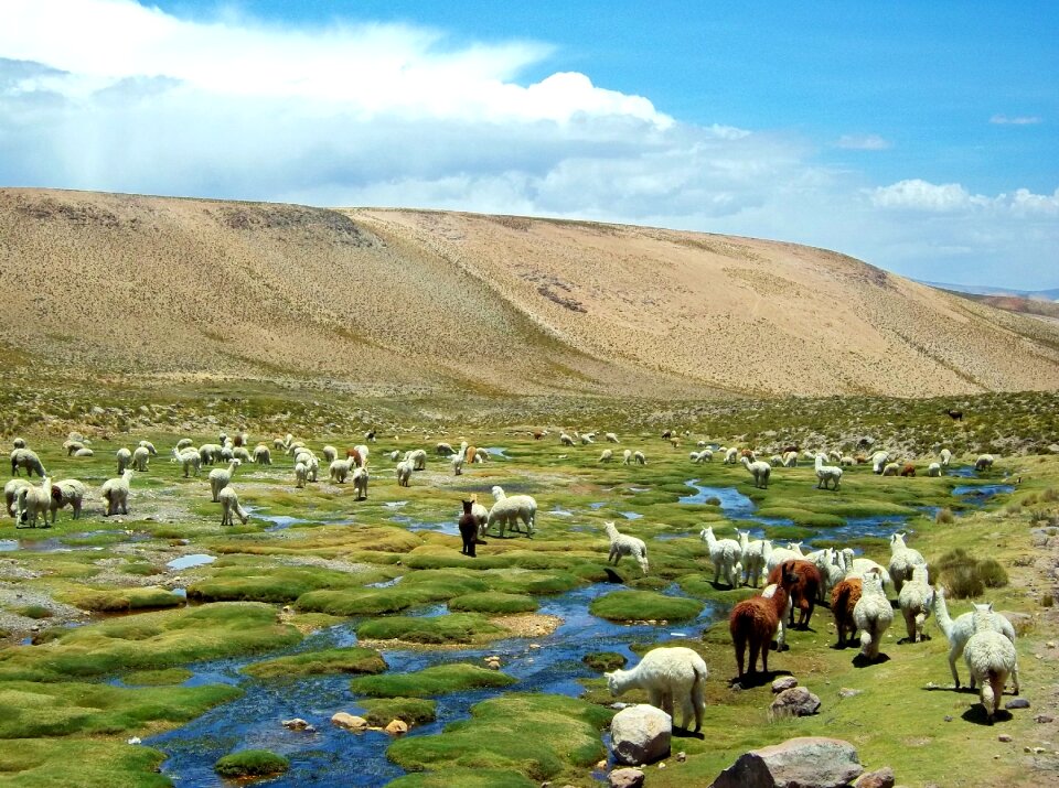 Field alpacas field of flames field