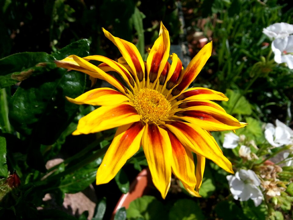 Nature summer floral