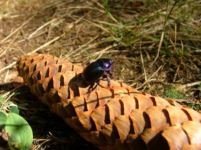 Animal arthropod autumn