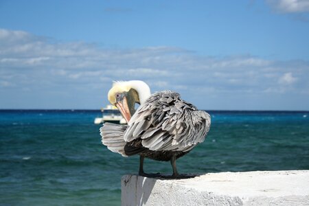 Cozumel yucatan photo