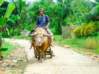 Agriculture animal outdoor