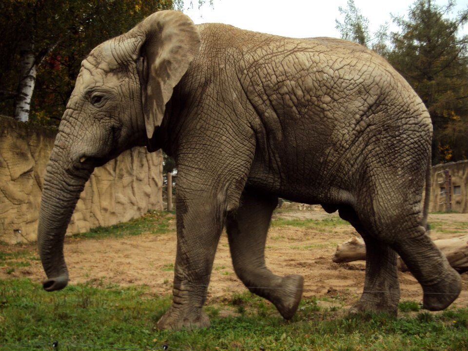 Trunk grey animals