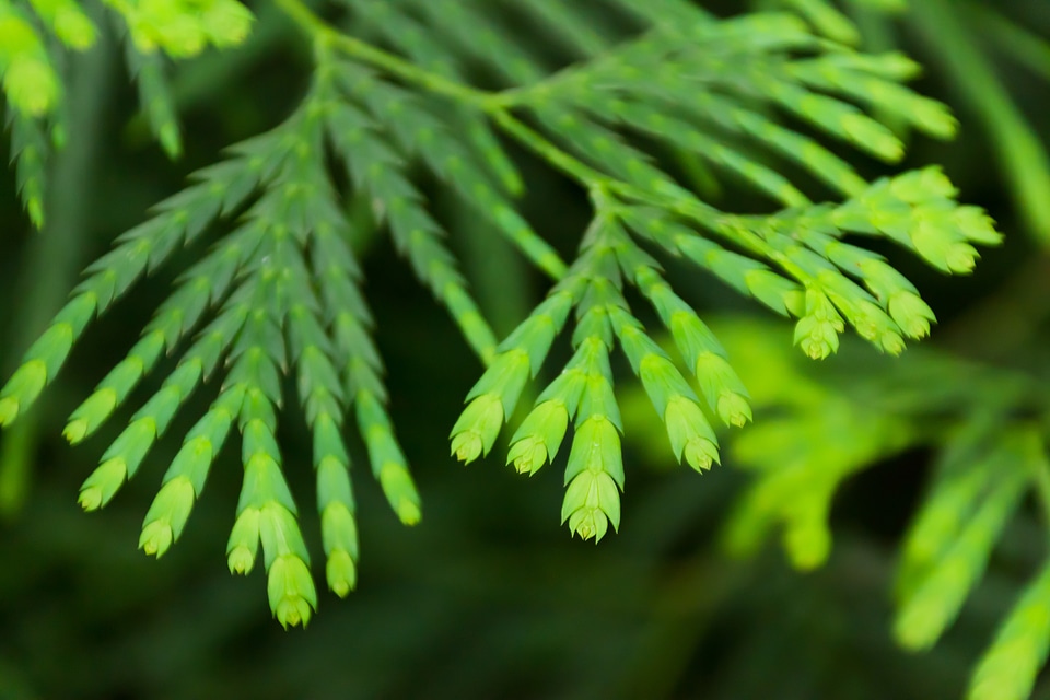 Detail evergreen flora