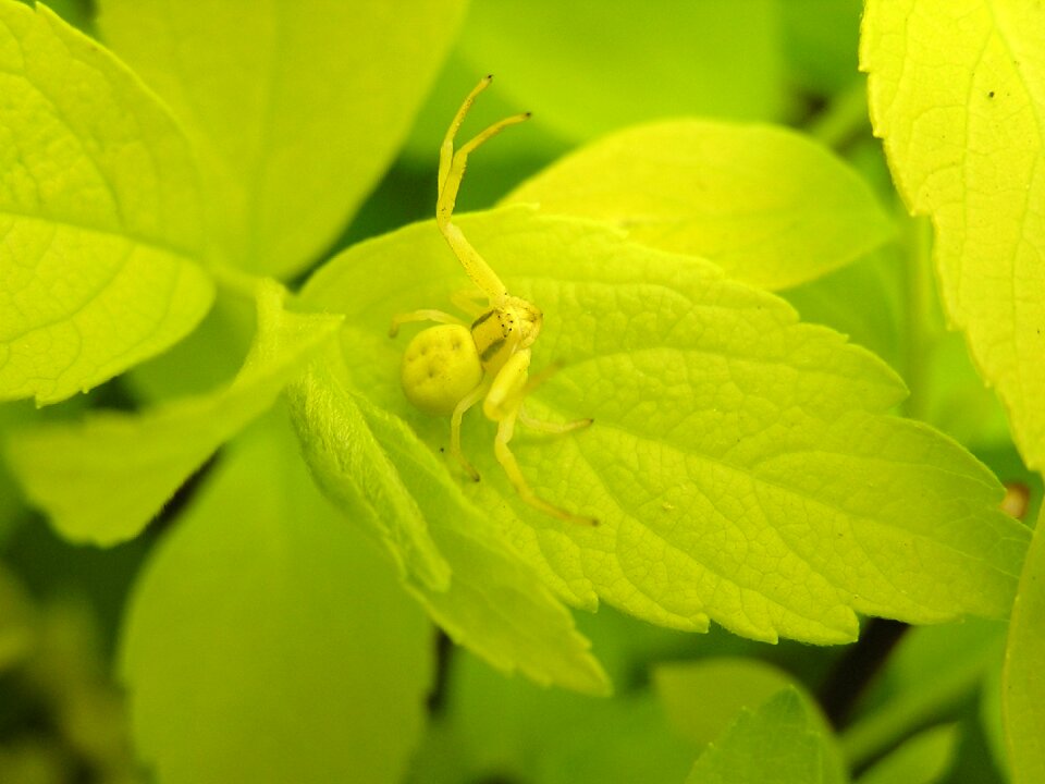 Nature macro insect