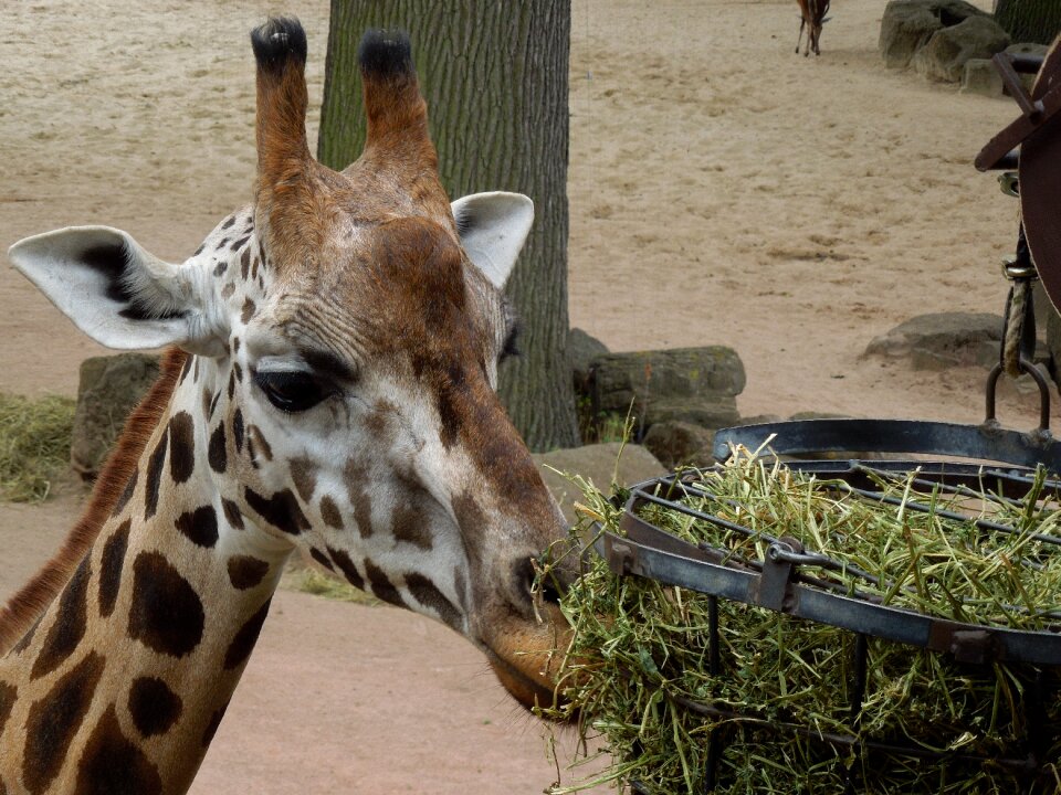 Animal feeding close up