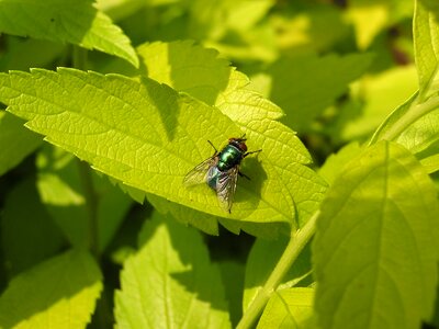 Green nature plant photo