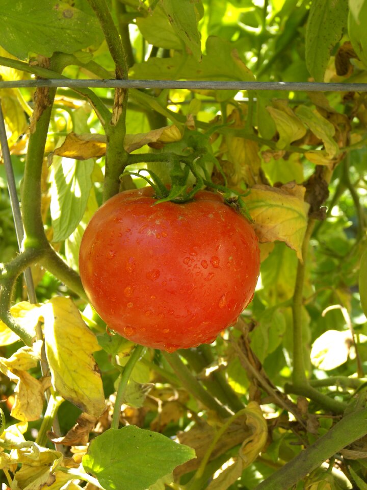 Celebrity tomato fruit vegetable