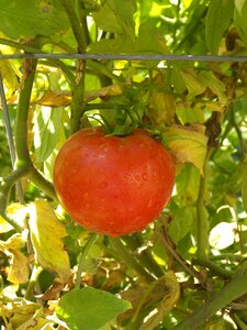 Celebrity tomato fruit vegetable