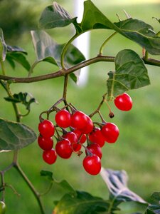 Christmas fruit ripe