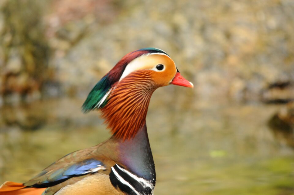 Mandarin ducks plumage bird