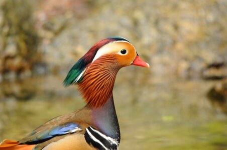 Mandarin ducks plumage bird