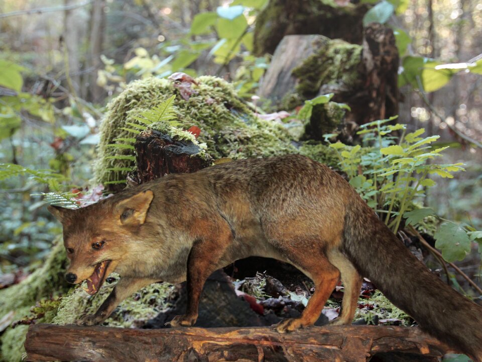 Predator forest wilderness